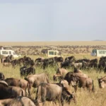 Can Families Combine Safari and Zanzibar