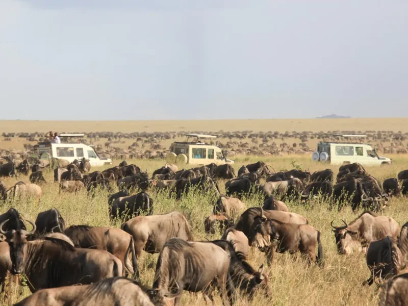 Can Families Combine Safari and Zanzibar