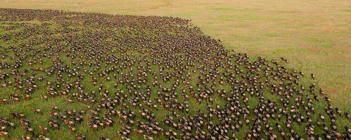 What Is the Great Migration in Serengeti