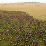 What Is the Great Migration in Serengeti