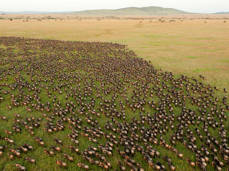 What Is the Great Migration in Serengeti