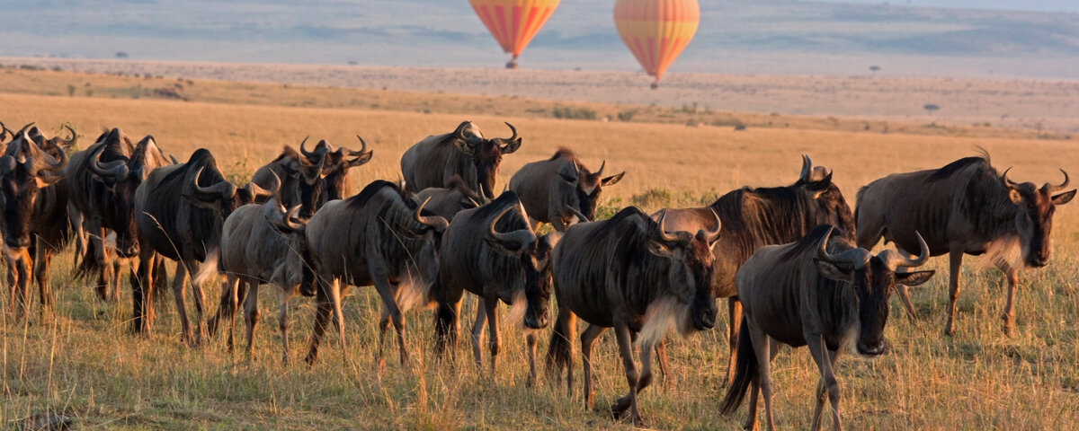 How Many Days Do I Need for Migration Safari