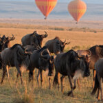 How Many Days Do I Need for Migration Safari