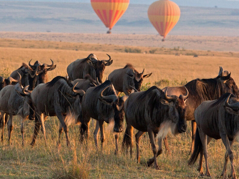 How Many Days Do I Need for Migration Safari