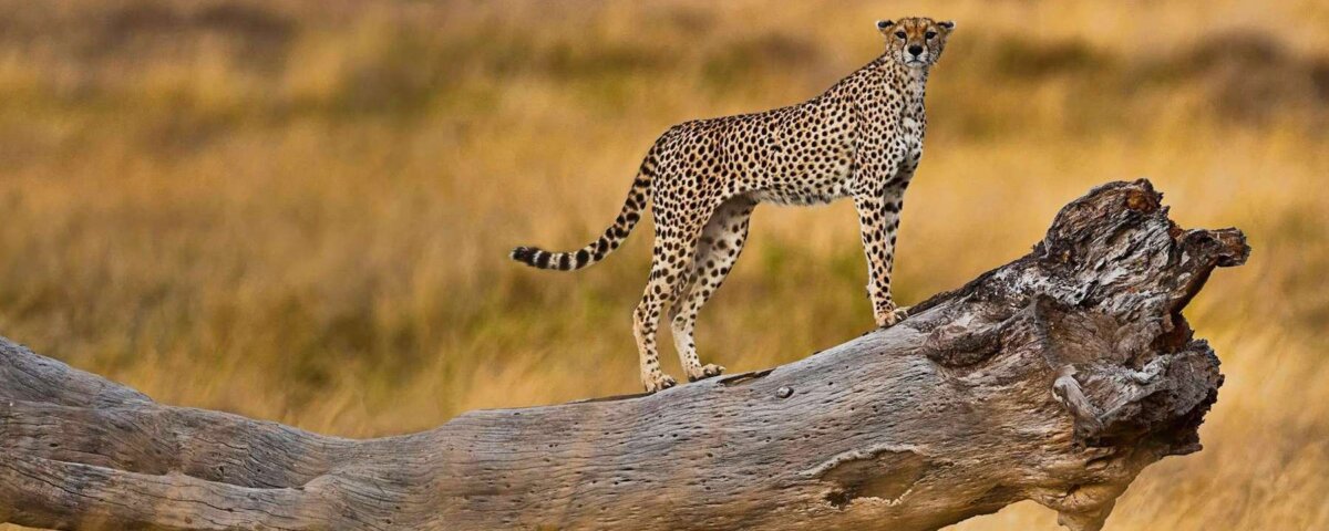 How Do I Save Money on Tanzania Safari?