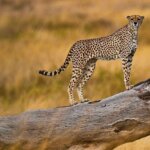 How Do I Save Money on Tanzania Safari?