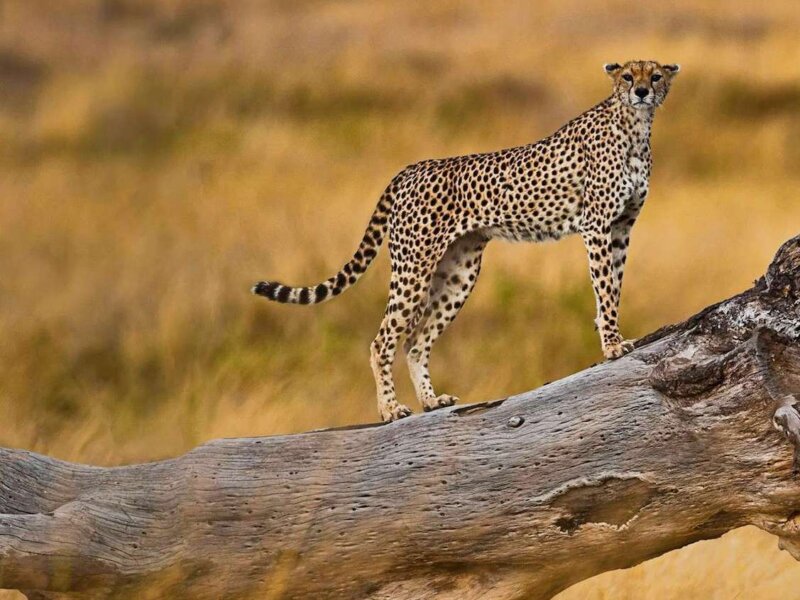 How Do I Save Money on Tanzania Safari?
