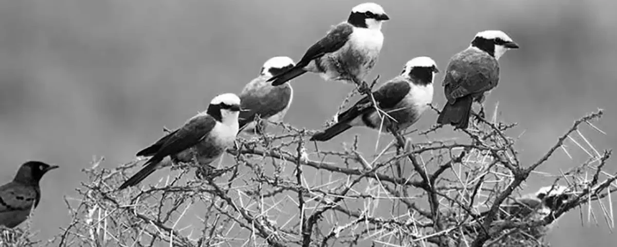 What Birds Can I See in Tanzania