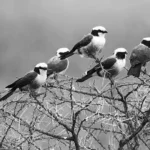 What Birds Can I See in Tanzania