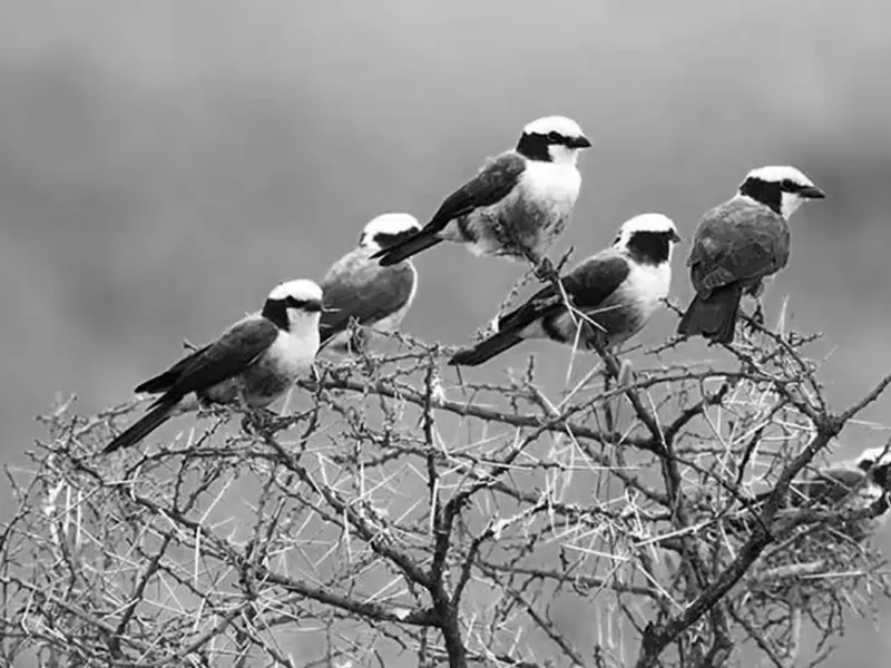 What Birds Can I See in Tanzania