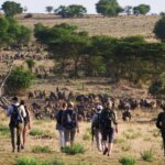 Can Backpackers Do Tanzania Safari