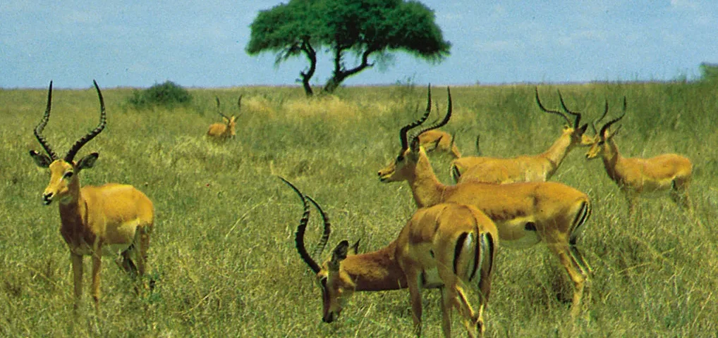 What Animals Are Found in Nairobi National Park