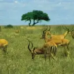 What Animals Are Found in Nairobi National Park