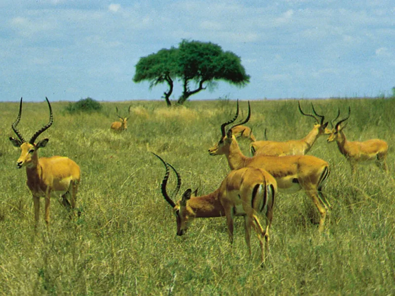What Animals Are Found in Nairobi National Park