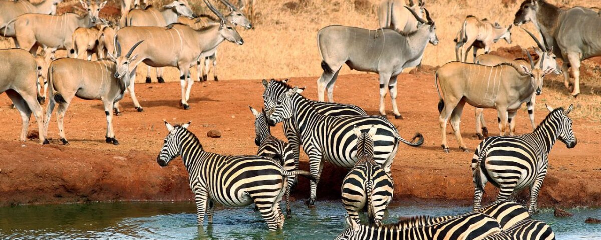 What Animals Are Found in Tsavo