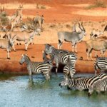 What Animals Are Found in Tsavo