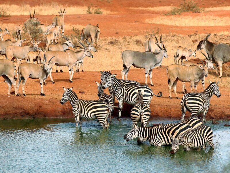 What Animals Are Found in Tsavo