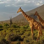 What Animals Are Unique to Samburu