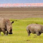 What Animals Can You See in Lake Nakuru National Park