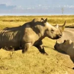 What Are Conservancy Safaris in Kenya?