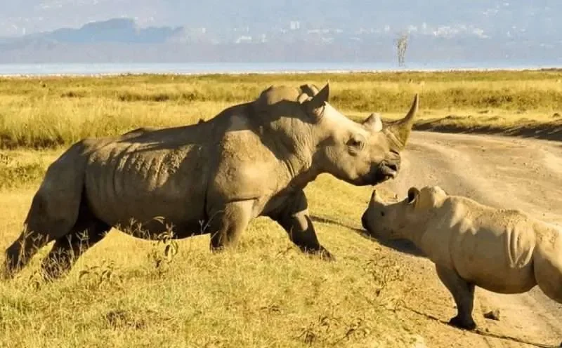 What Are Conservancy Safaris in Kenya?