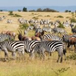 What Are the Best East Africa Safari Tours