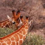 What Are the Best Kenya Eco-Tourism Experiences