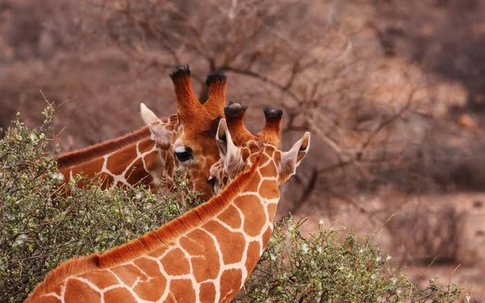 What Are the Best Kenya Eco-Tourism Experiences