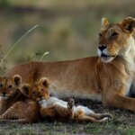 What Are the Best Kenya Nature Tours