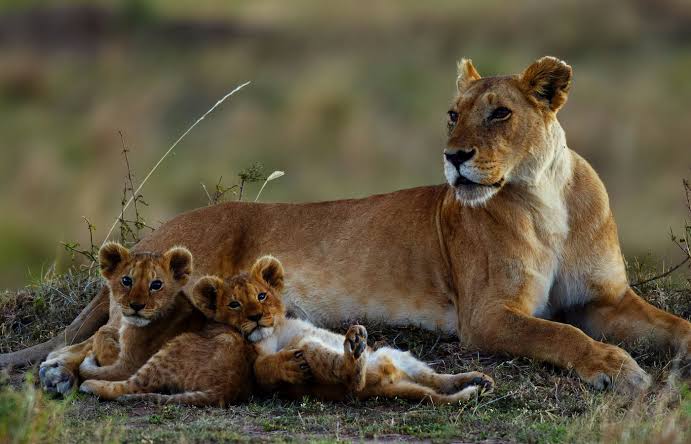 What Are the Best Kenya Nature Tours