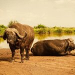 What Are the Best Kenya Safari Adventures
