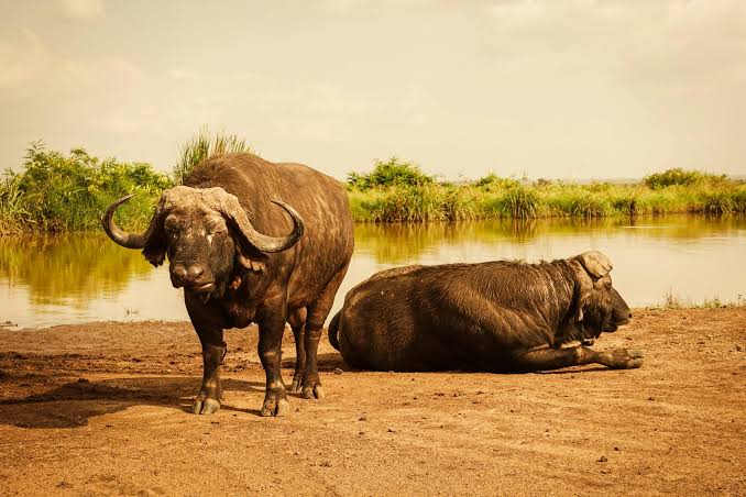 What Are the Best Kenya Safari Adventures