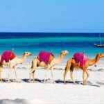 What Are the Best Kenya Safari Circuits