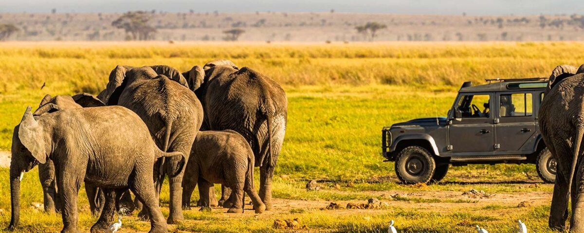 What Are the Best Kenya Safari Experiences?