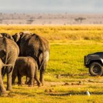 What Are the Best Kenya Safari Experiences?