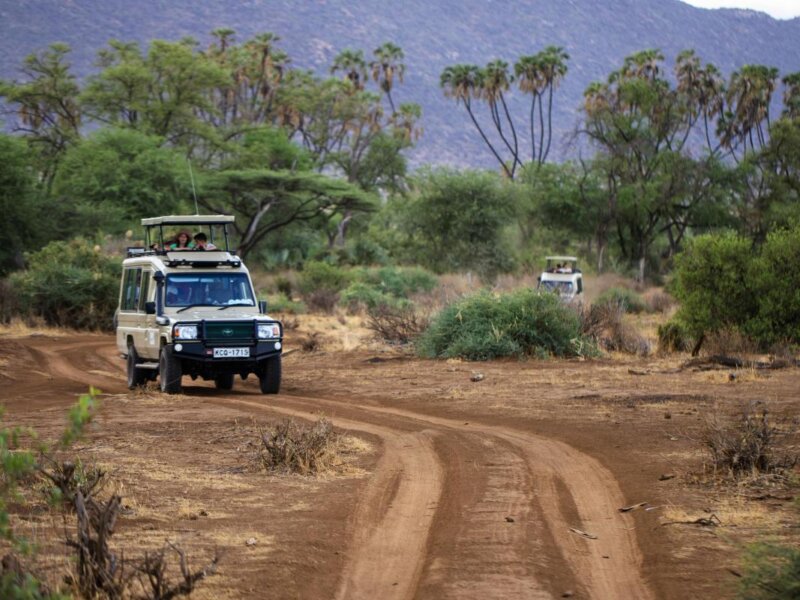 What Are the Best Kenya Safari Road Trips