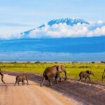 What Are the Best Kenya Safari Tours for Nature Lovers