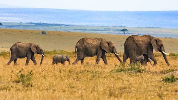 What Are the Best Kenya Safaris for Elders