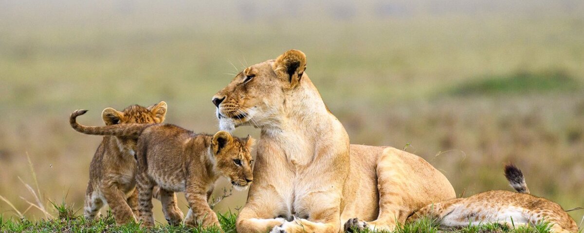 What Are the Best Kenya and Uganda Safari Packages?