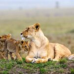 What Are the Best Kenya and Uganda Safari Packages?