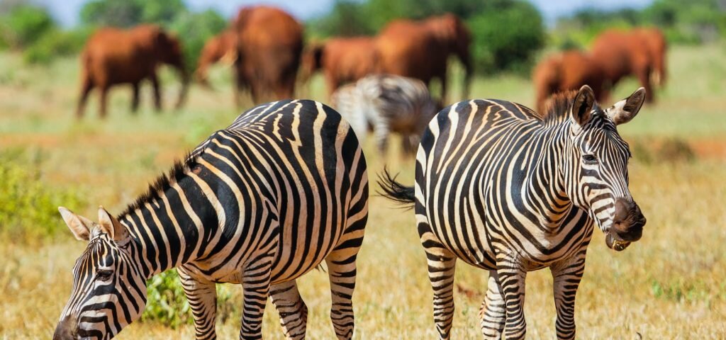 What Are the Best Mombasa Safari Tours