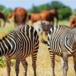 What Are the Best Mombasa Safari Tours