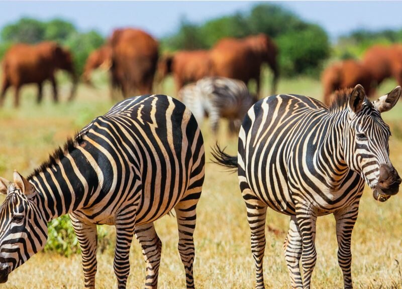 What Are the Best Mombasa Safari Tours