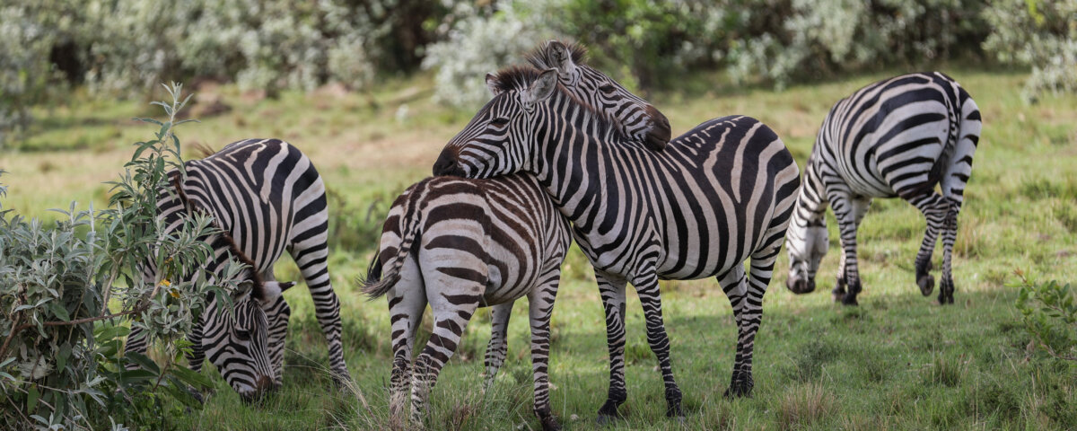 What Are the Best Nairobi Safari Tours