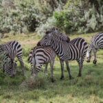 What Are the Best Nairobi Safari Tours