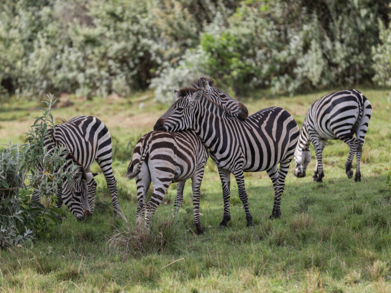 What Are the Best Nairobi Safari Tours