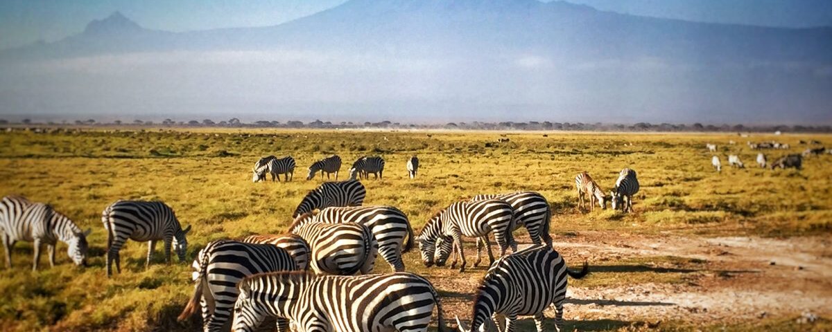 What Are the Best Premium Kenya Safari Packages