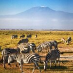 What Are the Best Premium Kenya Safari Packages