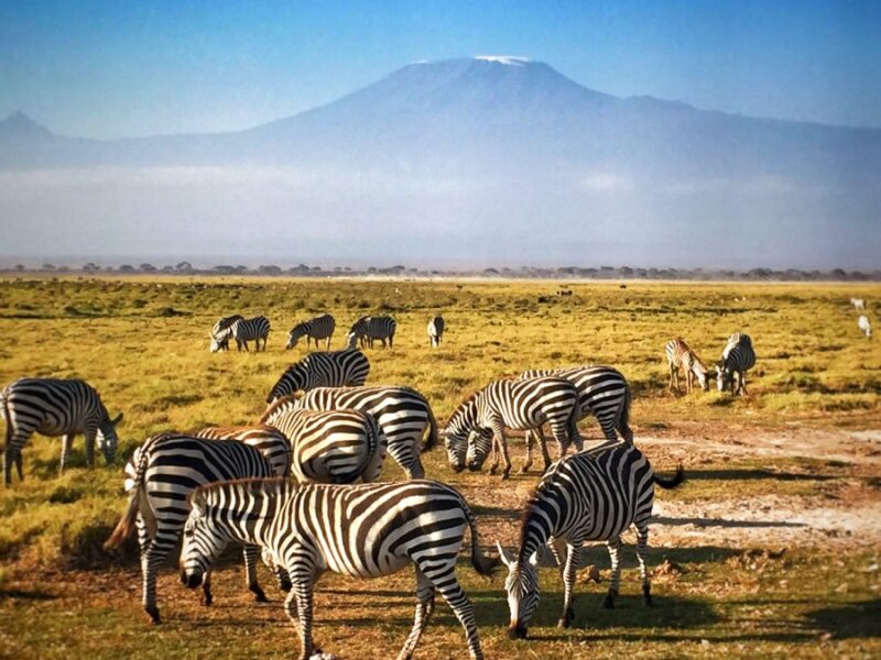 What Are the Best Premium Kenya Safari Packages