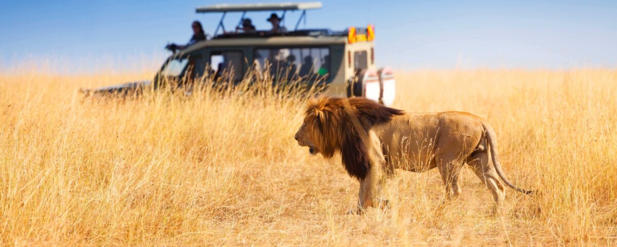 What Are the Best Safari Destinations for Repeat Travelers
